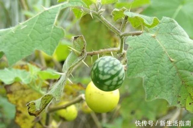 山沟沟一种野草名叫“刺天茄”,繁殖数量快价值高,遇到珍惜!