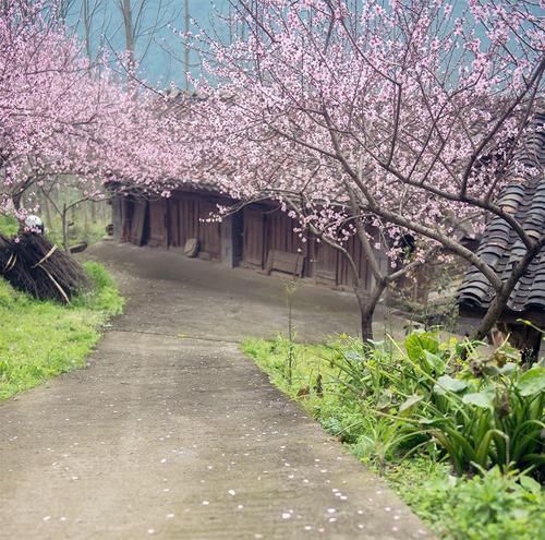 桃花林|世有桃源,不慌不忙