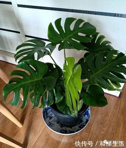 孔雀竹芋|不开花，全是叶子的盆栽，也能这么美，家里赶紧放几盆吧！