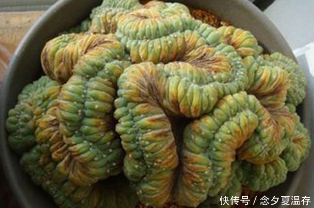 6种多肉里的“奇葩”,不以美出名,长得越怪越吸引眼球