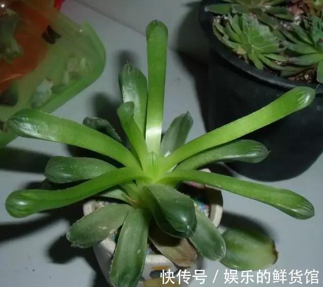 多肉长残的照片，看一次笑一次，根治各种抑郁