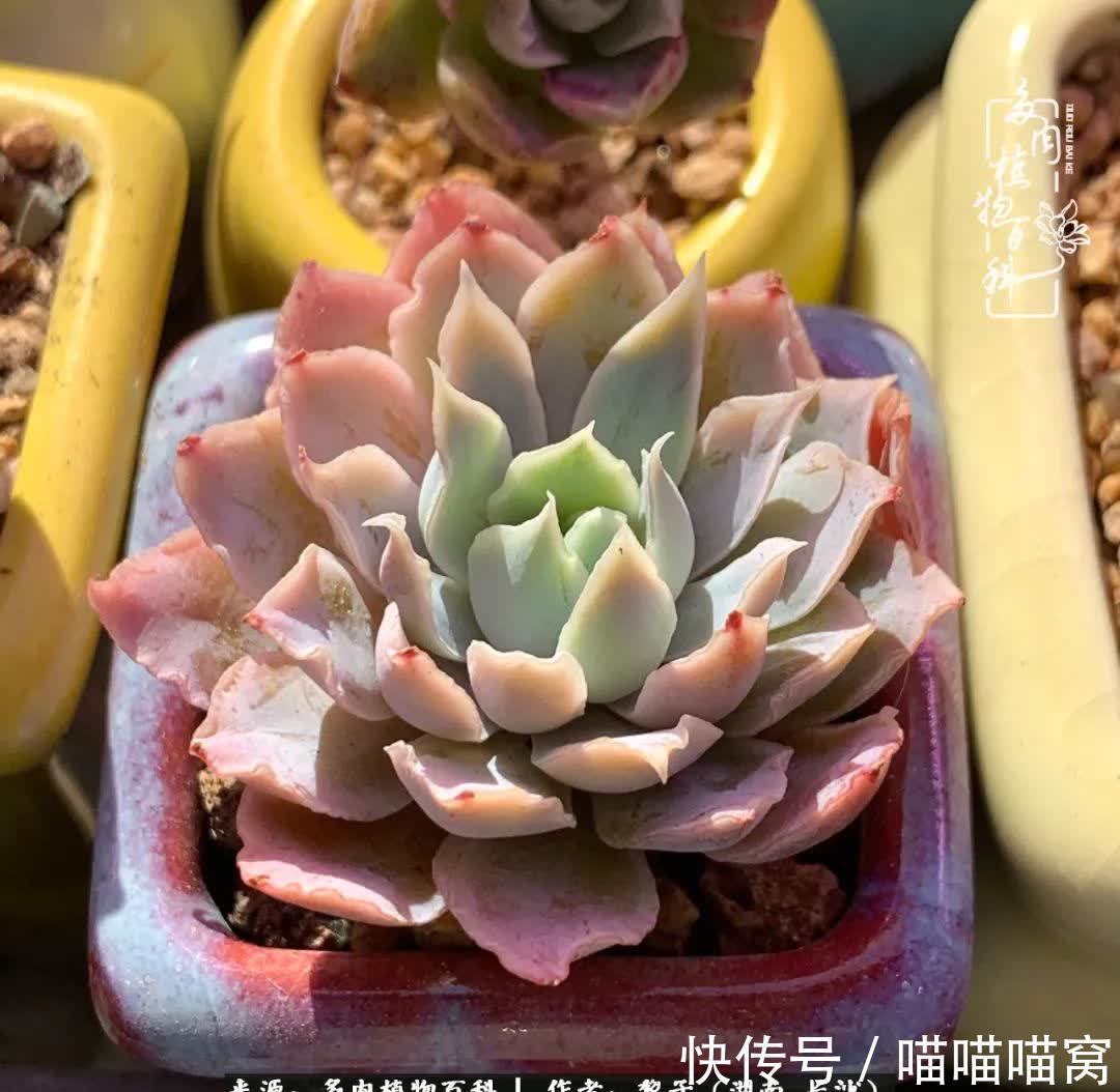 最温暖不过人间烟火,来自逆挂区的多肉!