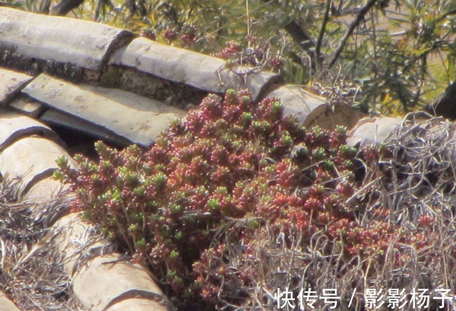 肉友|肉友把不要的多肉扔到屋顶，最后被惊艳到了，颗颗饱满圆润