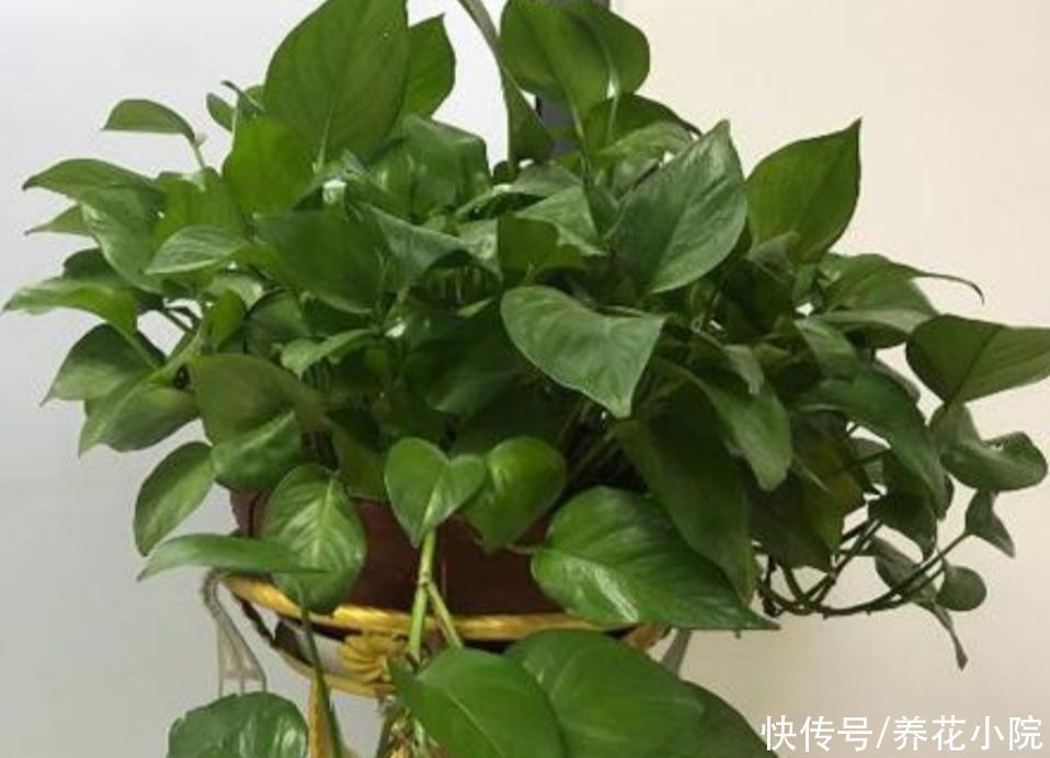 有害气体|养了多年的绿萝,才知道是有毒植物,还能不能放在室内养了?