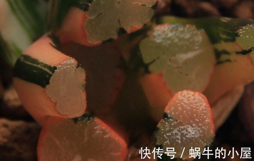 市价值为4万的多肉长什么样儿，感觉都快成精了