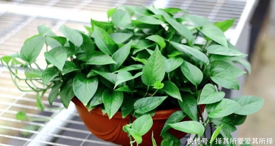 冬天要特别注意的花,一不小心就冻坏了!