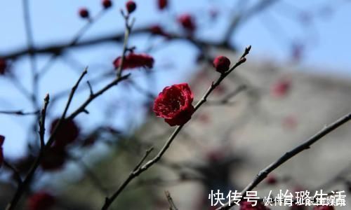 陆游|最唯美的一首词,800多年来无人能出其右,成为宋词压卷之作