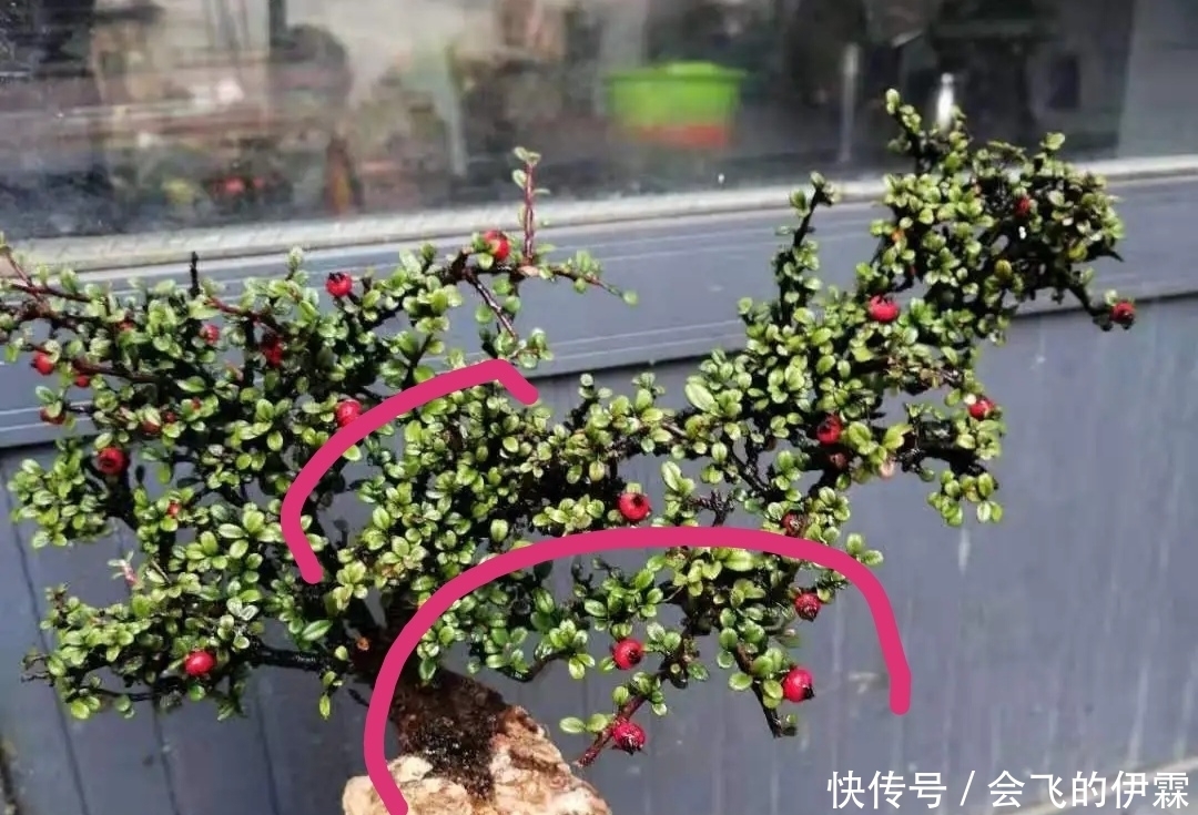 没有正确的取势,无法确定盆景造型,了解这3点,可选最佳造型