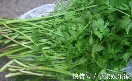 虫害|提个醒路边遇见此野菜，要拔回家，对身体好处多多，捡到就是宝