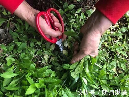 菊科马兰属|曾是民间救饥菜，如今6元一斤成高钾菜，营养比菠菜高，可别错过