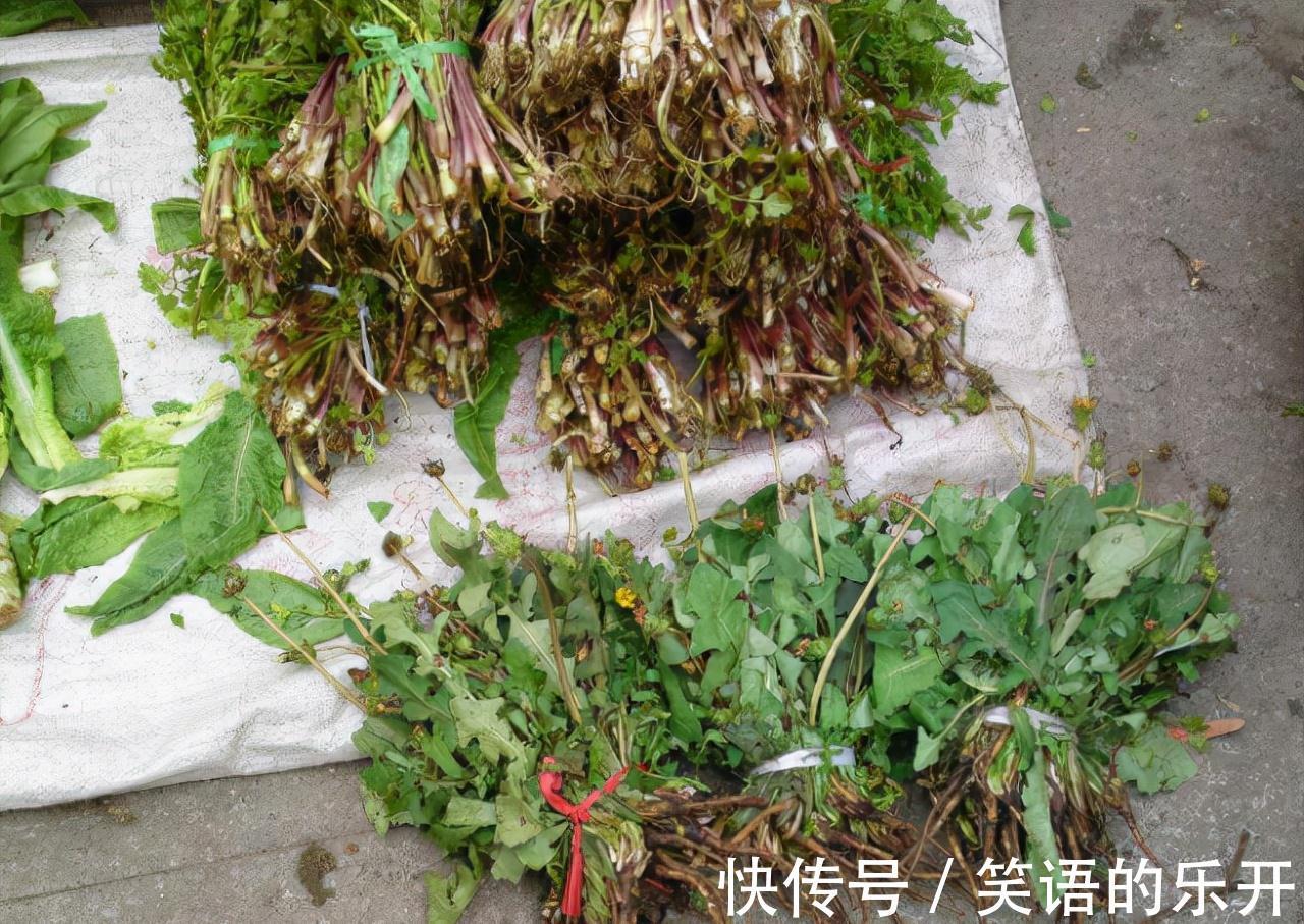 要点|一种野草叫婆婆丁,路边常见别忽视,老人说其价值极高