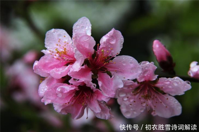 古诗词|古诗春愁诗6首,春思春愁一万枝,古人如何看待春愁?