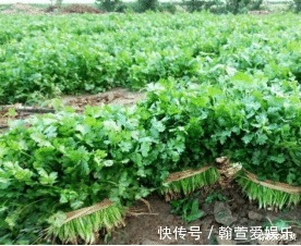 园子中种几棵香菜,调味时必备,方便又新鲜