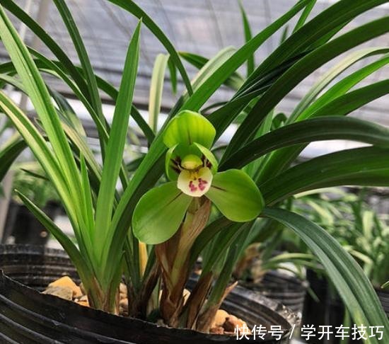 养花必备的“多菌灵”，正确使用才有效果，不然用了也白用！