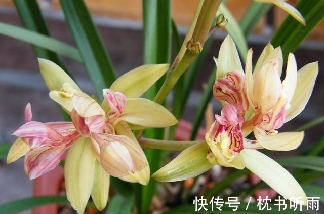 此兰花百年不遇,造型奇特,香味扑鼻,花瓣多达几十片,性价比高