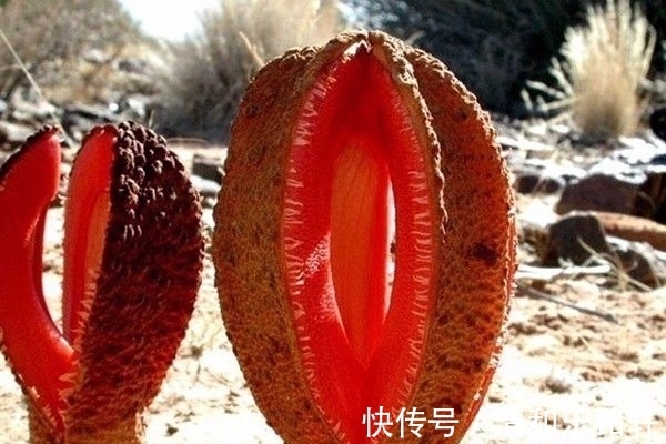 植物界奇葩TOP20,眼界又被刷新了!