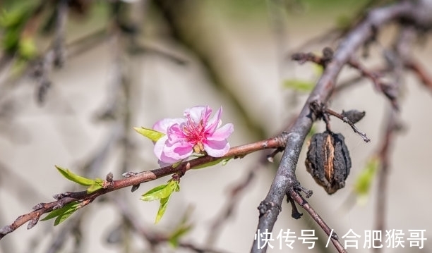 白羊座|一周以后，恰逢其时，保持爱意，遍地生情，旧人回头，赚钱不愁