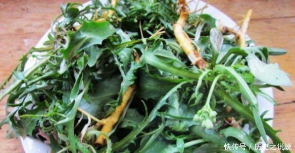 農(nóng)村一種其貌不揚(yáng)的野菜,竟然是癌細(xì)胞的克星,還可抑制白血病