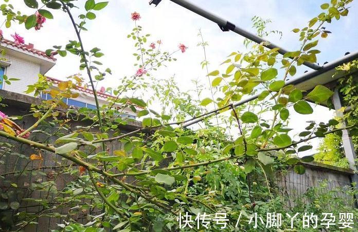 月季笋芽的分叉枝怎么修剪，三种方法，结果全然不同