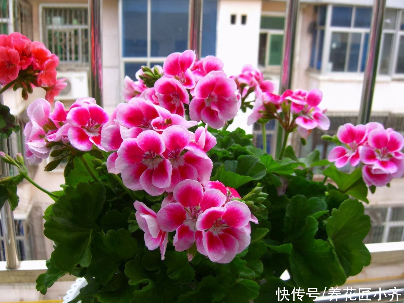 家中养着这6种花，春季花期别缺肥，这样才能持续开不停