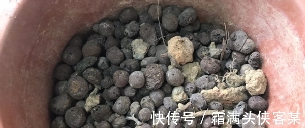 日常养花该准备什么肥?自制这3样就不错,肥效温和、材料易得