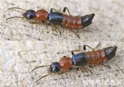 隐翅虫皮炎|遇到这种虫千万别拍死