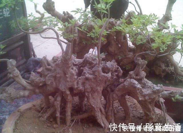 山路边挖来的“虫眼桩”,捡回埋在沙盆中,3个月发新芽、价猛涨