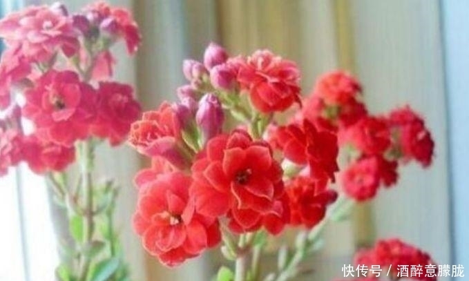 4种花是“大美女”,一到花期,阳台开成花海,满屋子飘香