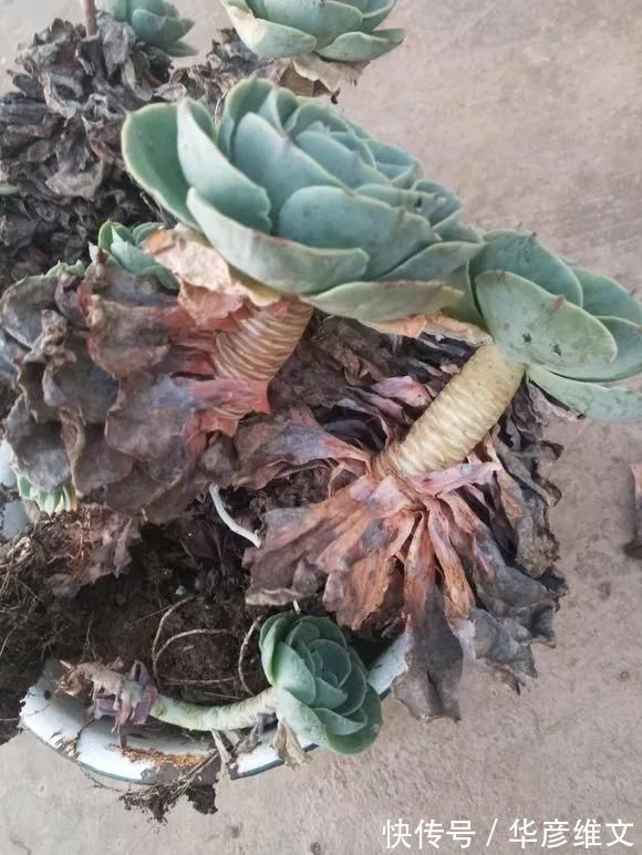 修剪|路边被人丢掉的名贵花,丢人也要捡,种盆里就开花