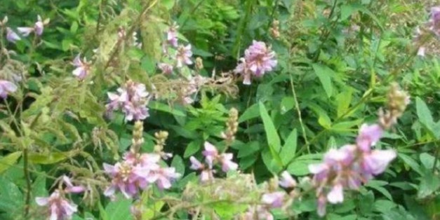 农村|农村一种粘衣草,令人非常讨厌,殊不知是名贵好药,根煲汤最靓