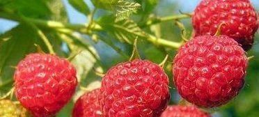 每天坚持吃几种食物，美容养颜，滋润肌肤，有益健康