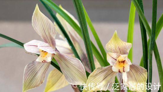 花草|有这4个爱好的人，不适合养兰花，劝你别白费功夫