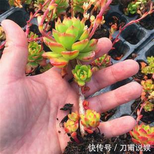 养多肉5年,告诉你4种“多肉”值得养,秋天晒一晒,10天变彩色