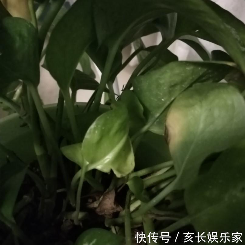 绿萝怎么了叶子出现烂边，处理的及时了叶子锃亮锃亮的！