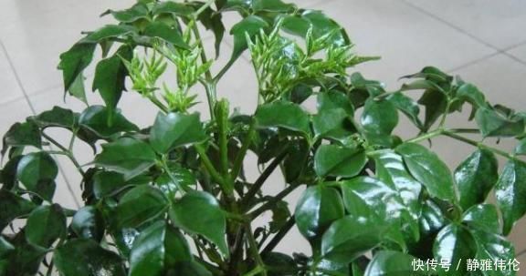 蛭石|这3棵“树”买不起,偷偷截一段,埋下就能活,方便还实惠