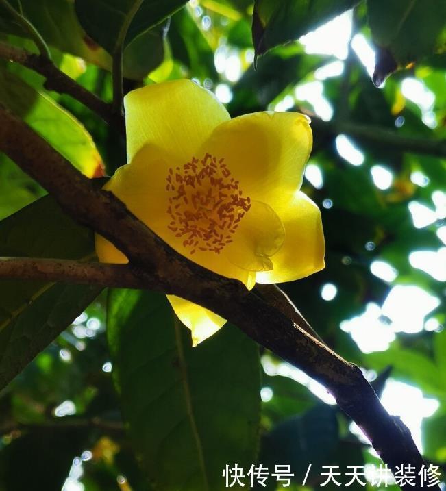 家中若有带院子的房子,建议栽种3种观赏树,小投入,大收获