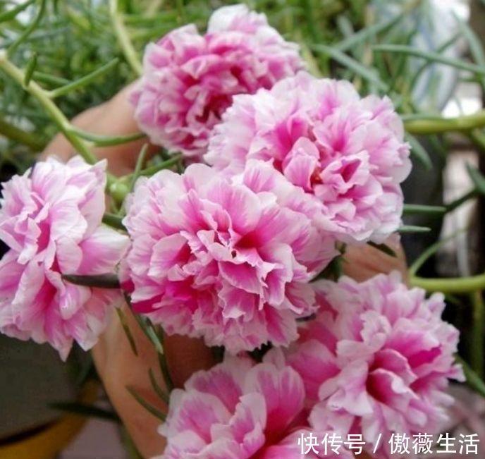 松红梅松红梅|花期超长的几种花卉，开花美长势旺，黄绿交辉
