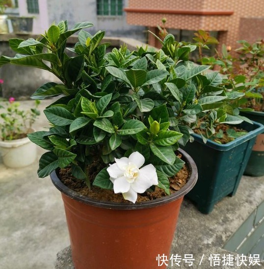 现在逛花市5种花不要买,虽然很漂亮,但是养活难度大,白花钱!