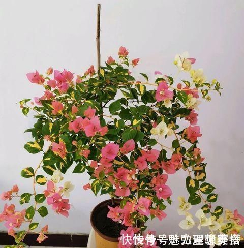 修剪|给三角梅修剪，记住“时间点”，开成大花团，真正的“开花机器”