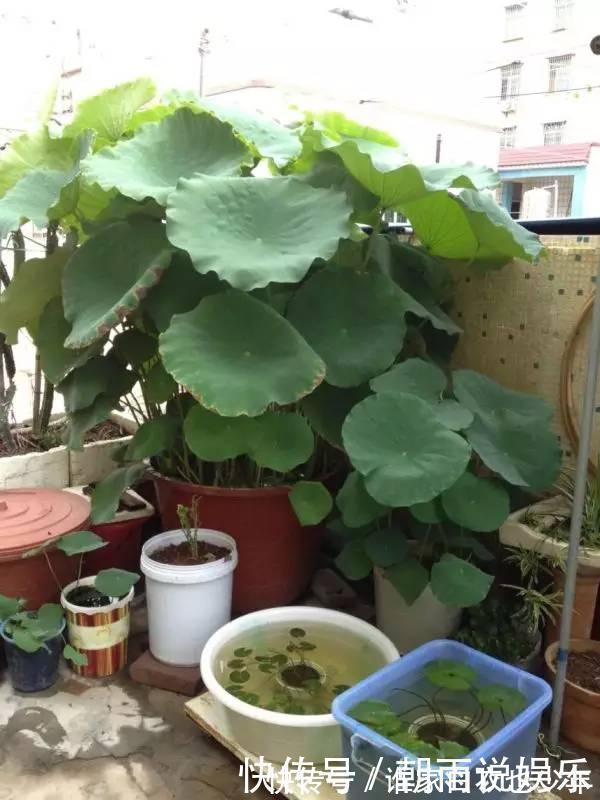 莲藕|大妈用水桶种莲藕,没想到藕多得把桶都撑破了,方法还那么简单!