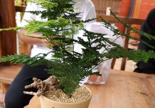 最不耐晒的3种花,养在室内才好看,搬出去一天就枯了