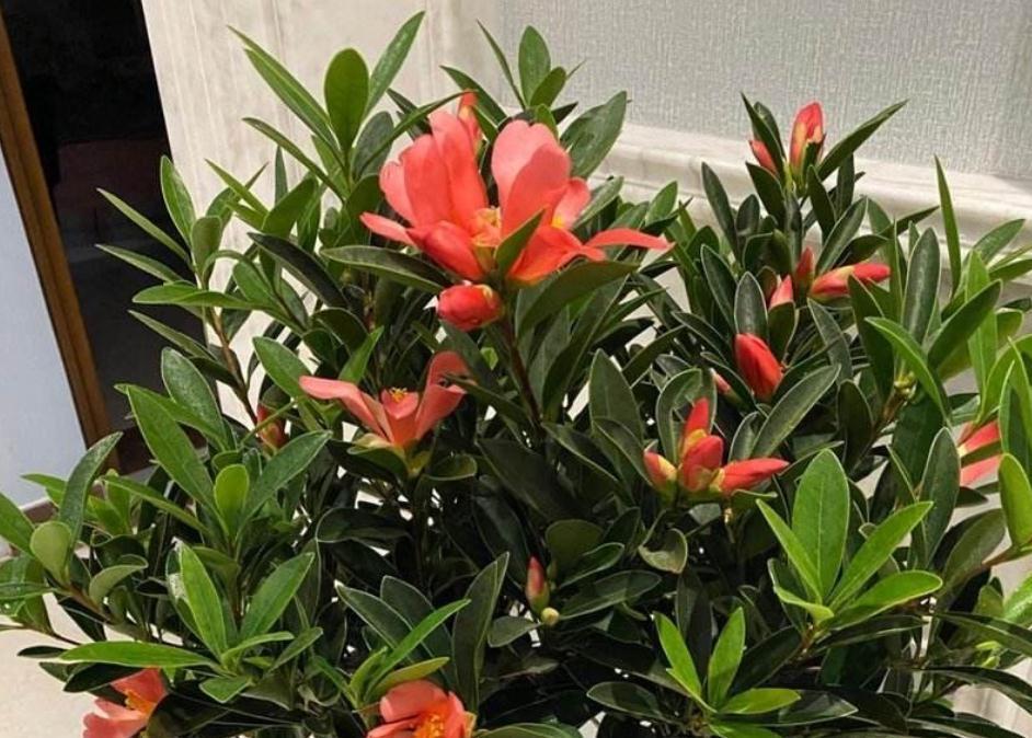 能够忍受零下30度低温的四季茶花，全年露养，打理简单，开花美