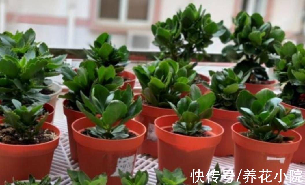 扦插|6种漂亮的花，秋天扦插生根快，来年就能开花
