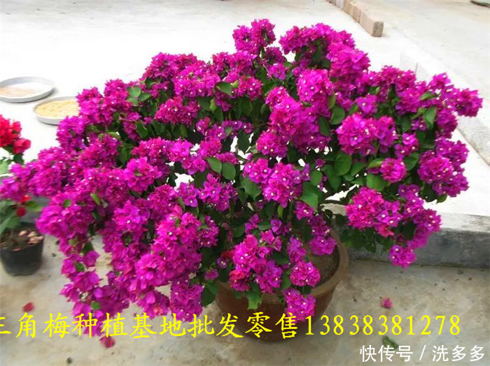 我在海南种三角梅