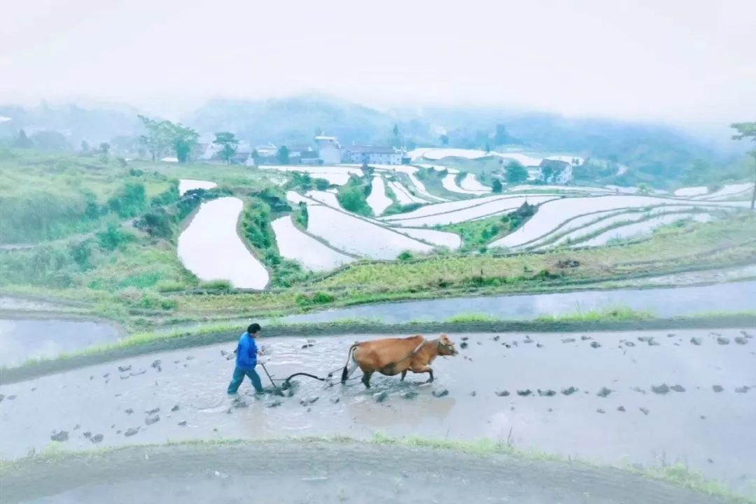 镜面|开耕了！天台泳溪“镜面梯田”强势来袭, 让人坐不住啊！