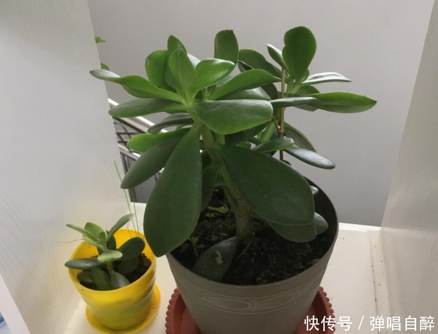 浇水|盆栽玉树出现黄叶烂根症状,别人一看就知道你不懂养花