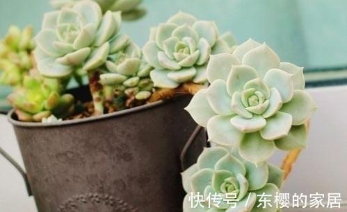 多肉白牡丹仿佛天然矛盾体,有叶插之王的称号,却不易度夏