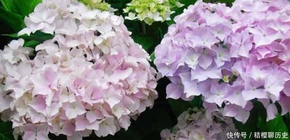 绣球花花期结束，按照“3个”方法做，明年开花简单花球多