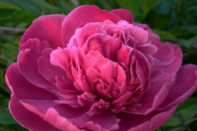 此花是百花之王，是国色天香的花，代表着高雅和富贵的意思