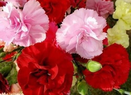 4种花好养易活，旺财又养人，好养易爆盆，打理简单，长得漂亮